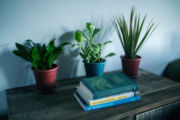 Zijn planten in huis écht goed voor de gezondheid?