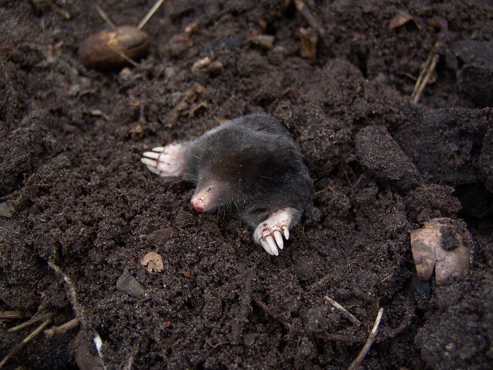 Eerste hulp bij mollen in de tuin