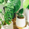 Creëer sfeer met groene planten in huis